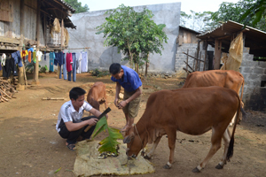 Mô hình chăn nuôi bò nhốt giúp nhiều hộ dân xã Yên Nghiệp ổn định cuộc sống.